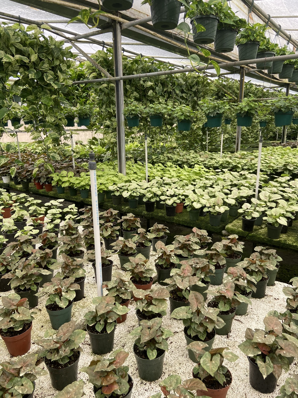Ponkan plant nursery pics