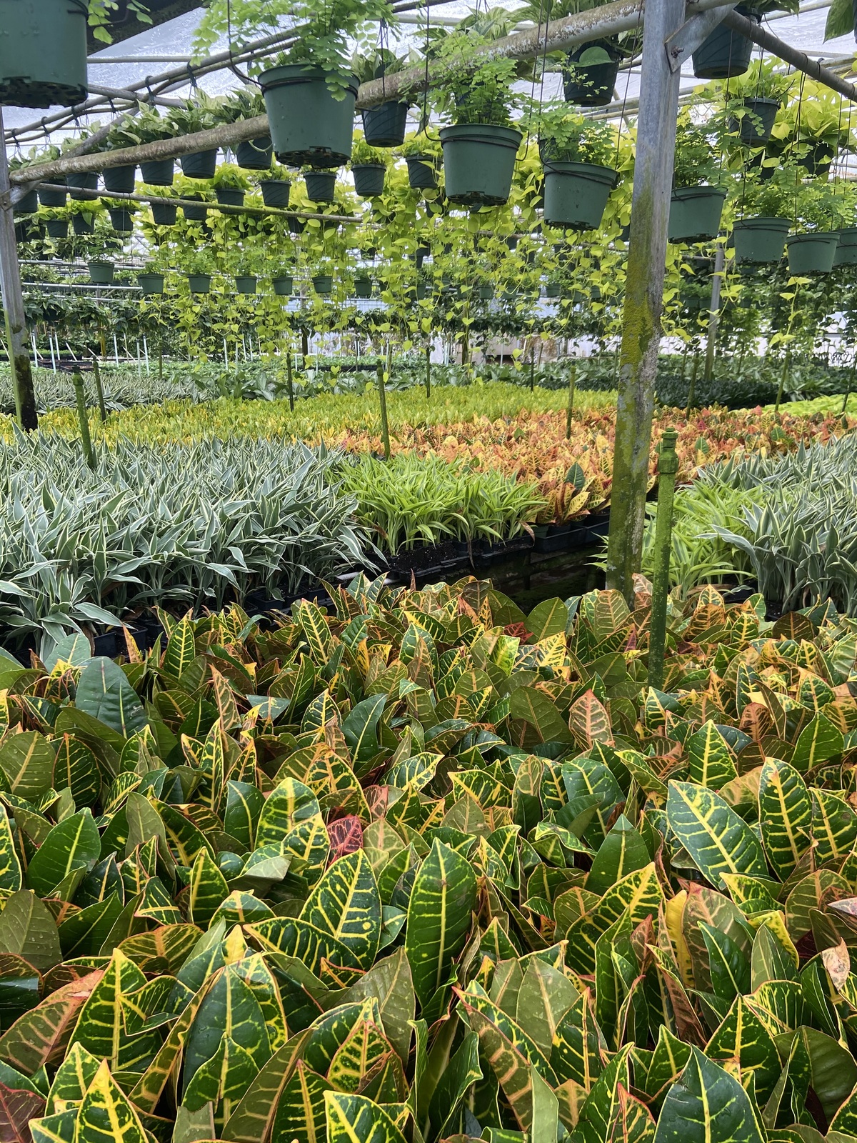 Ponkan Pines plant nursery