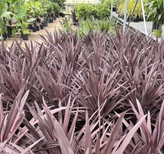 Cordyline Spikes
