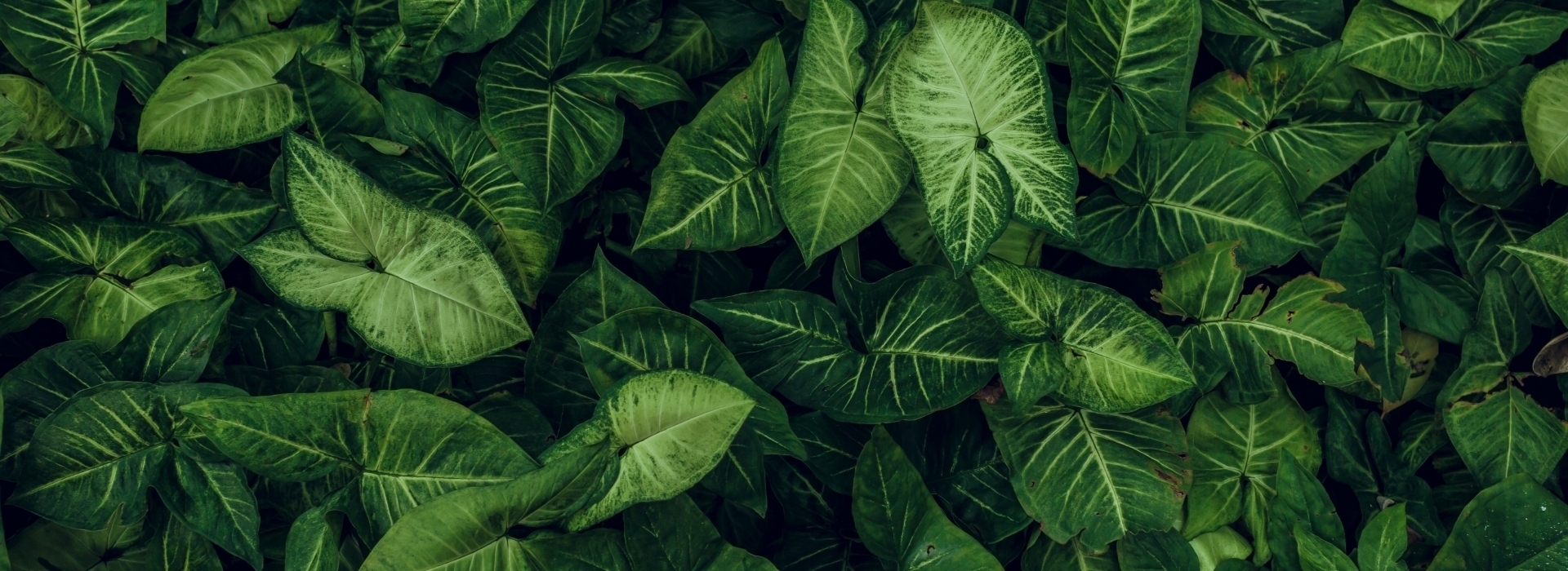 large green leaves