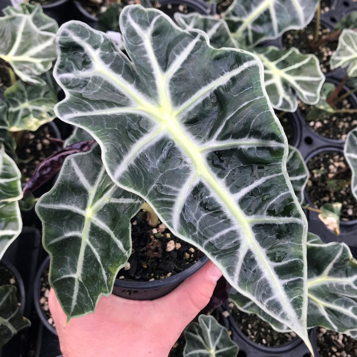 Alocasia Poly Plant