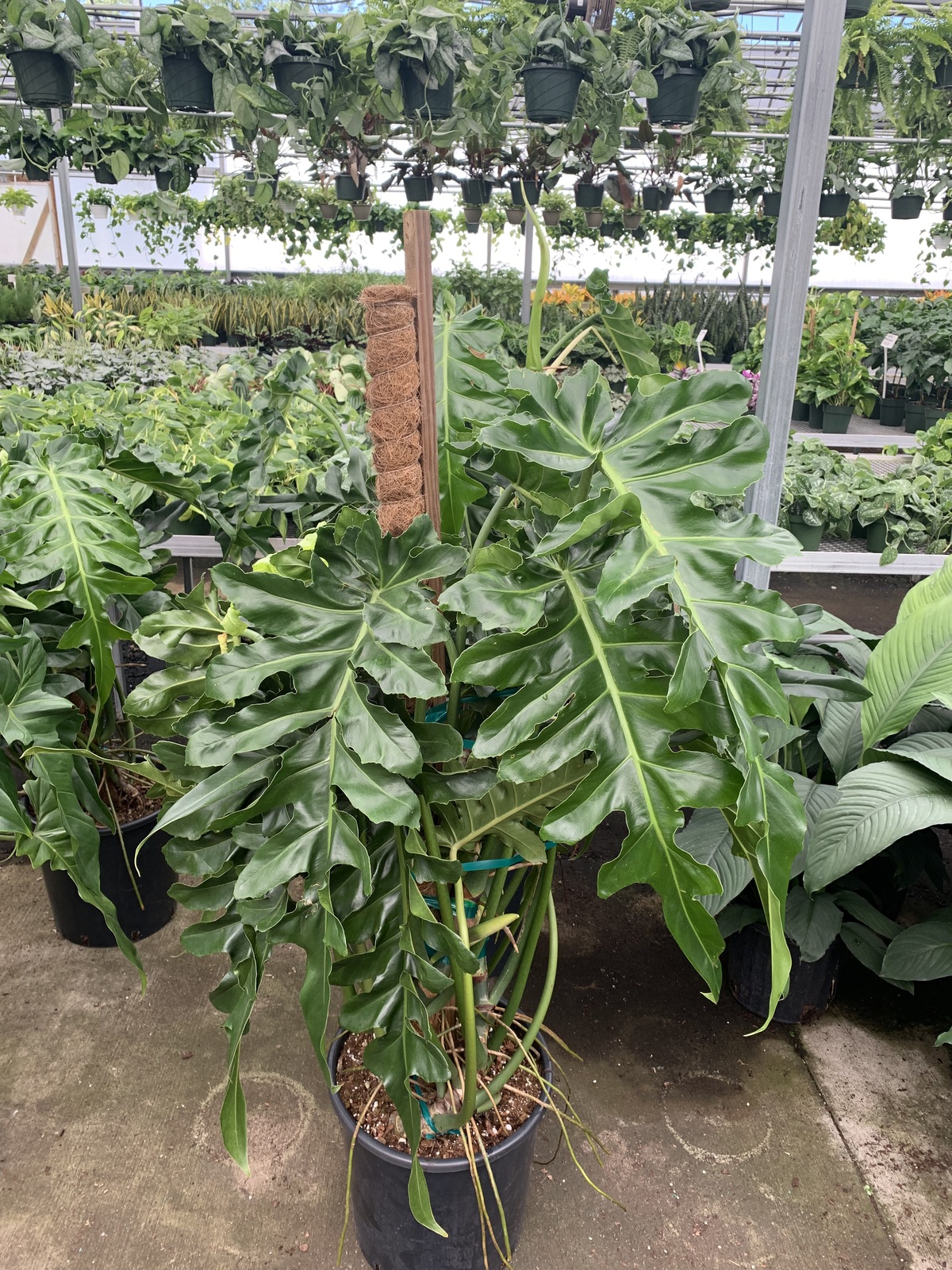 Philodendron Bob Cee plant
