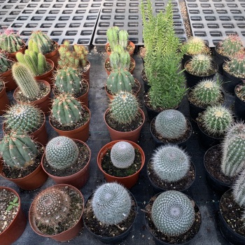 cacti