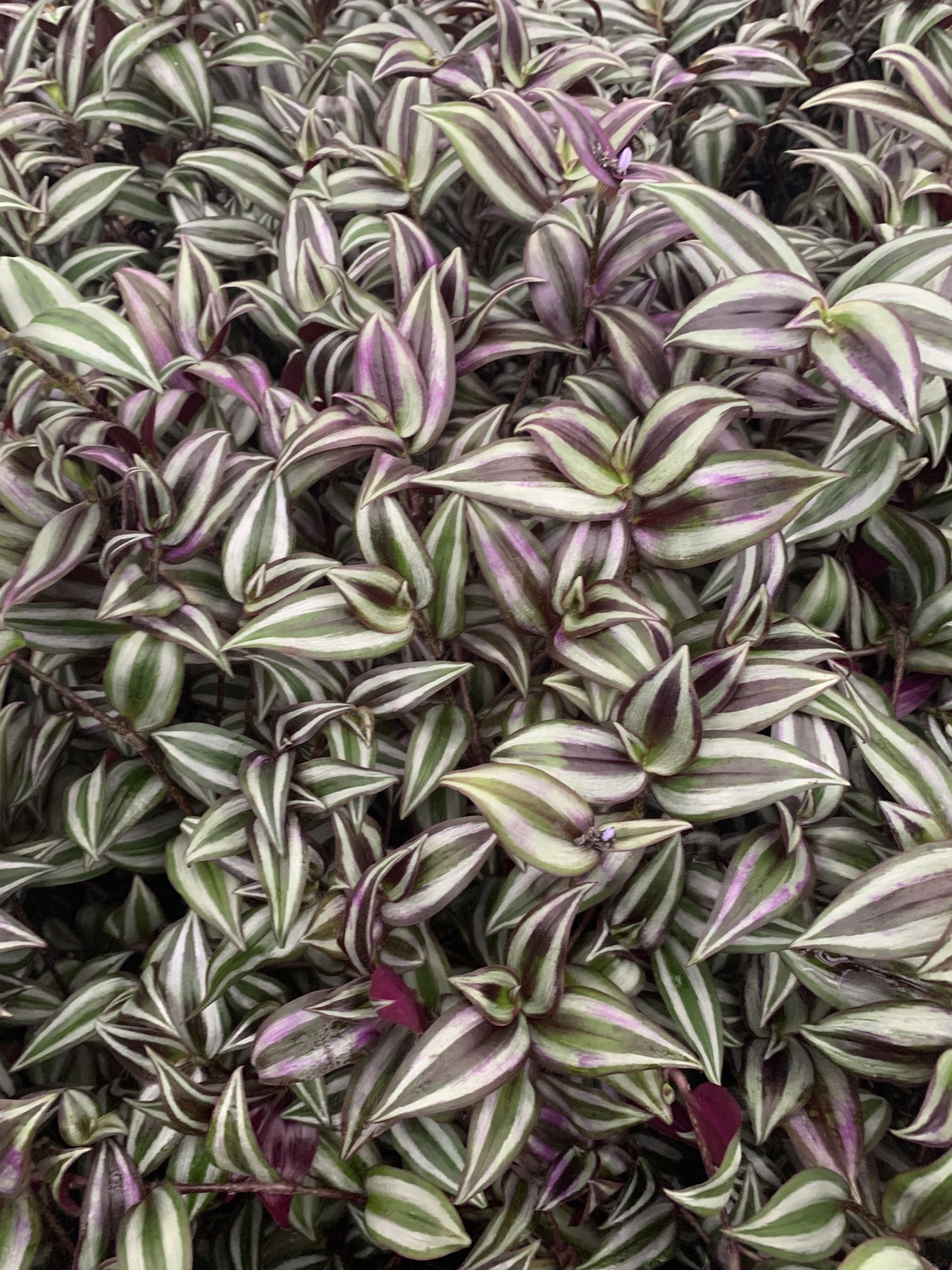 Zebrina (Purple Wandering Jew) plant