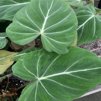 large plant leaves of Philodendron McDowell plant