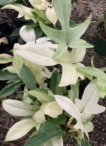 Philodendron Florida Ghost Mint plant