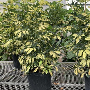 Schefflera Arboricola Plant