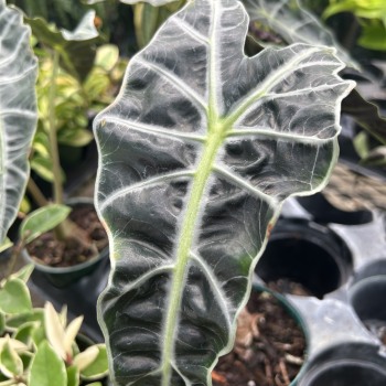 Alocasia Poly Plant