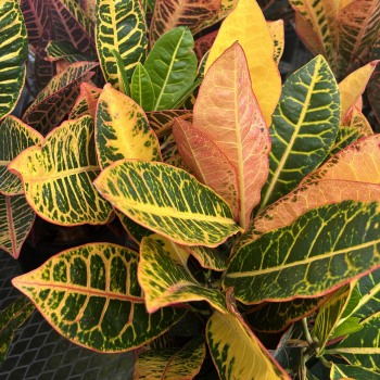 Croton Petra Plant