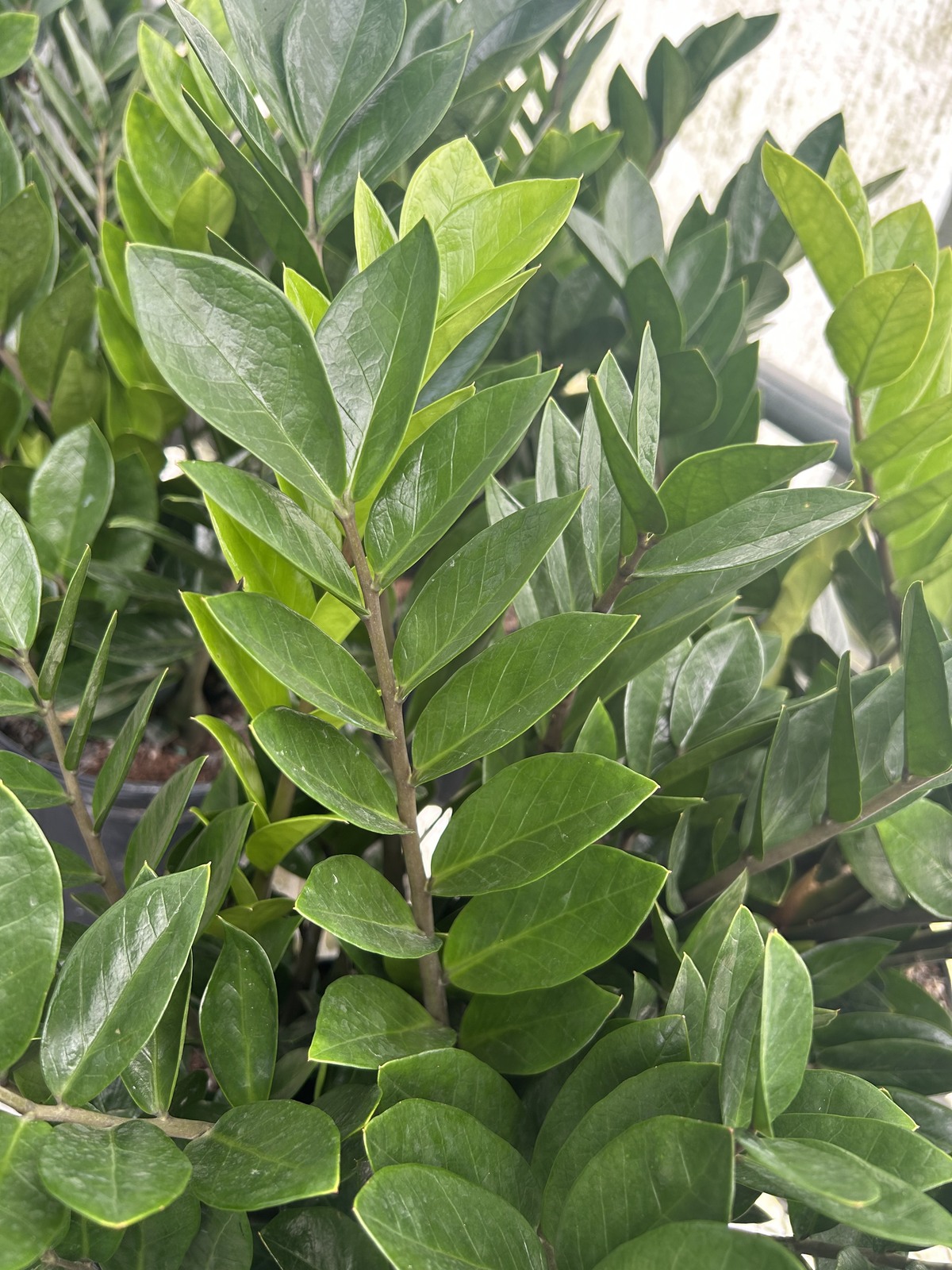 Zamioculcas Zamifolia Plant