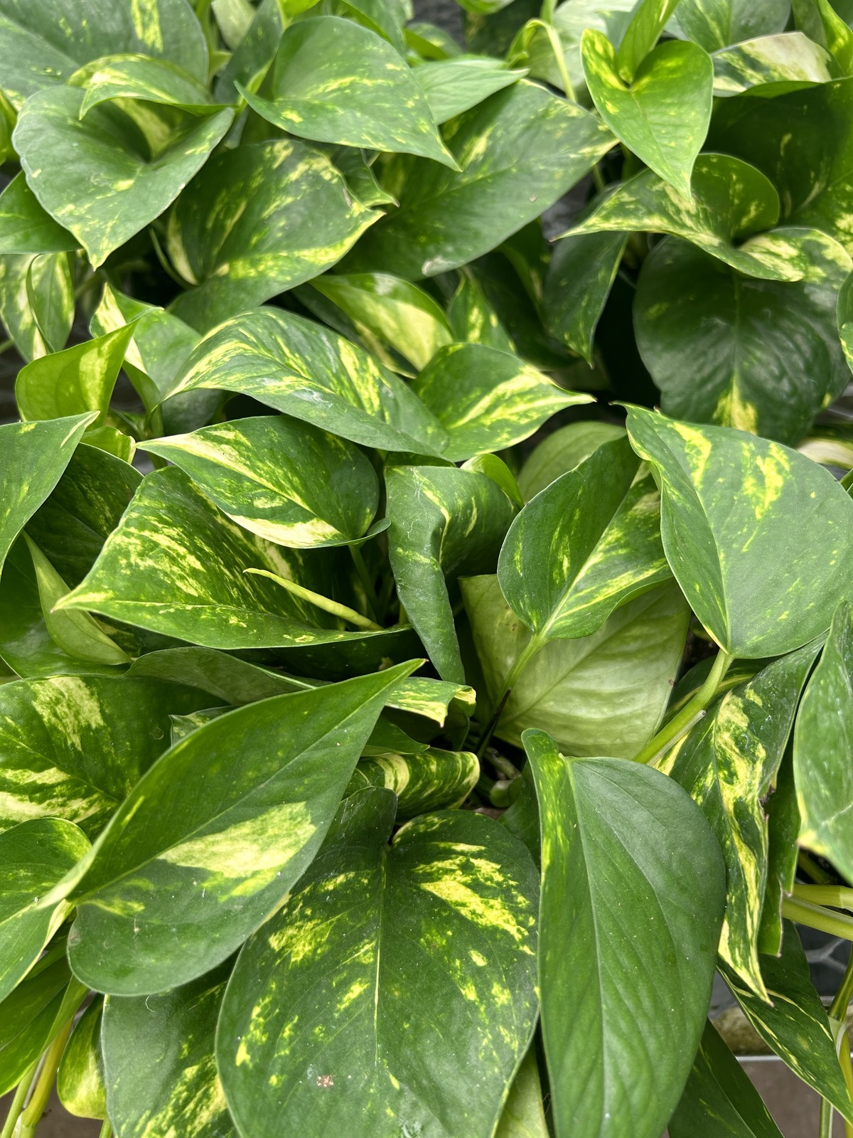 Pothos Plant