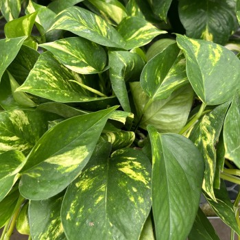 Pothos Plant