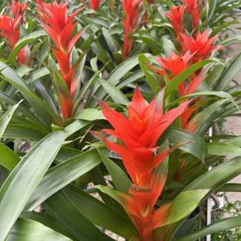 Bromeliads Plant