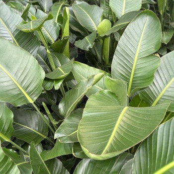 Bird of Paradise Plant