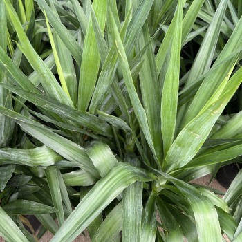 Yucca Plant