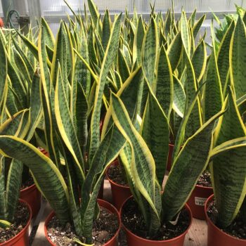 Sanseveria Plant