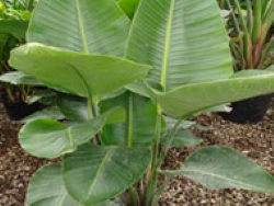 leaf plant