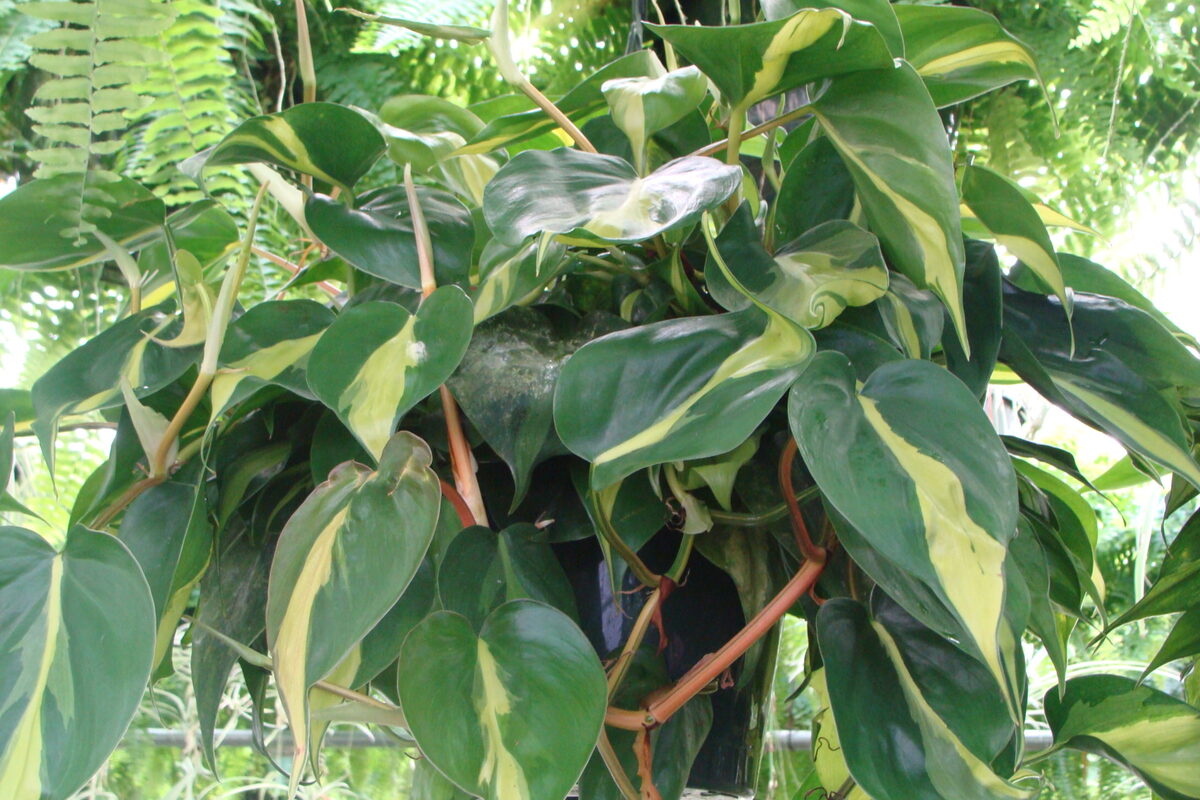 Brasil Philodendron