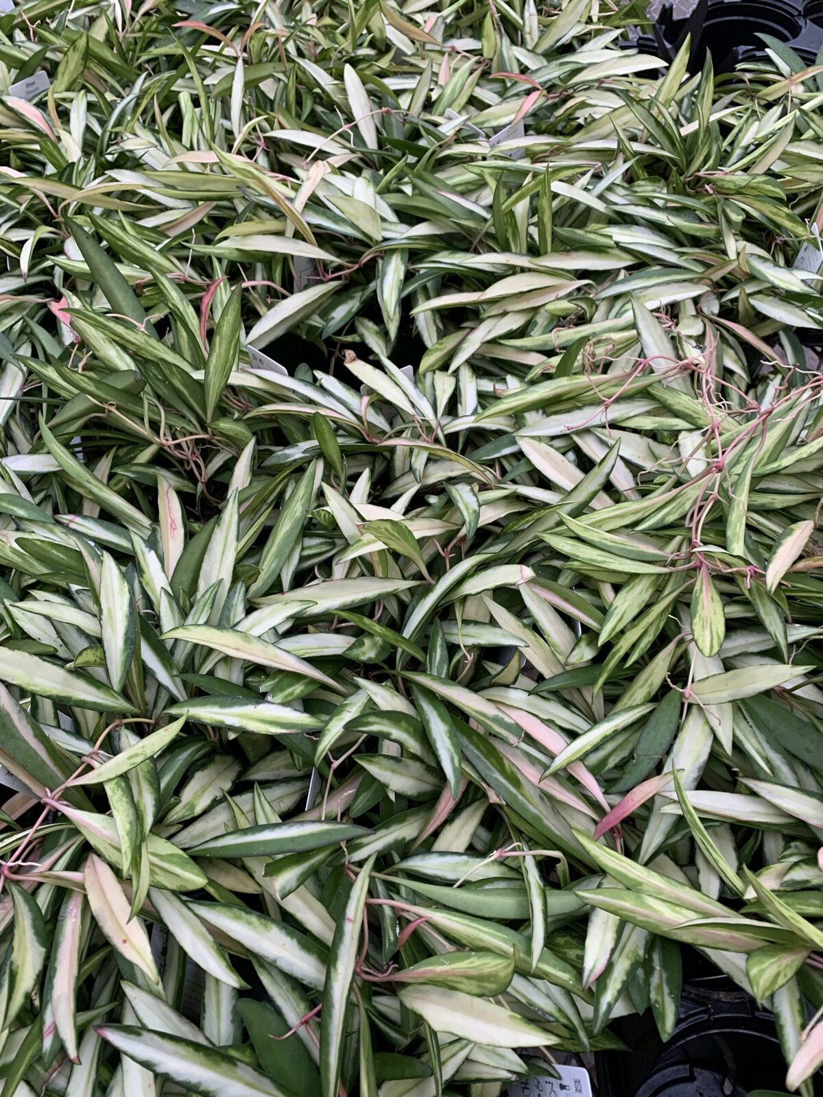 4" Hoya Wayetti variegated plant