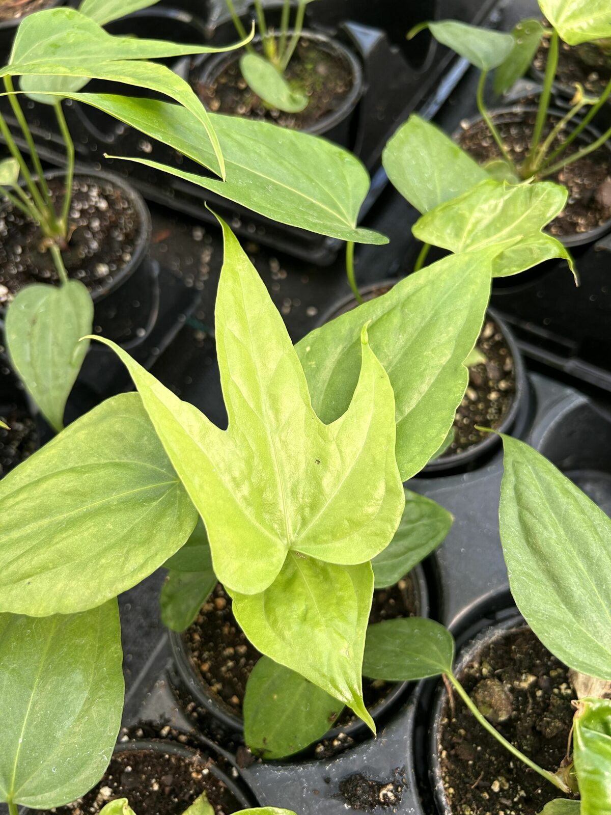 Anthurium Fingers plant