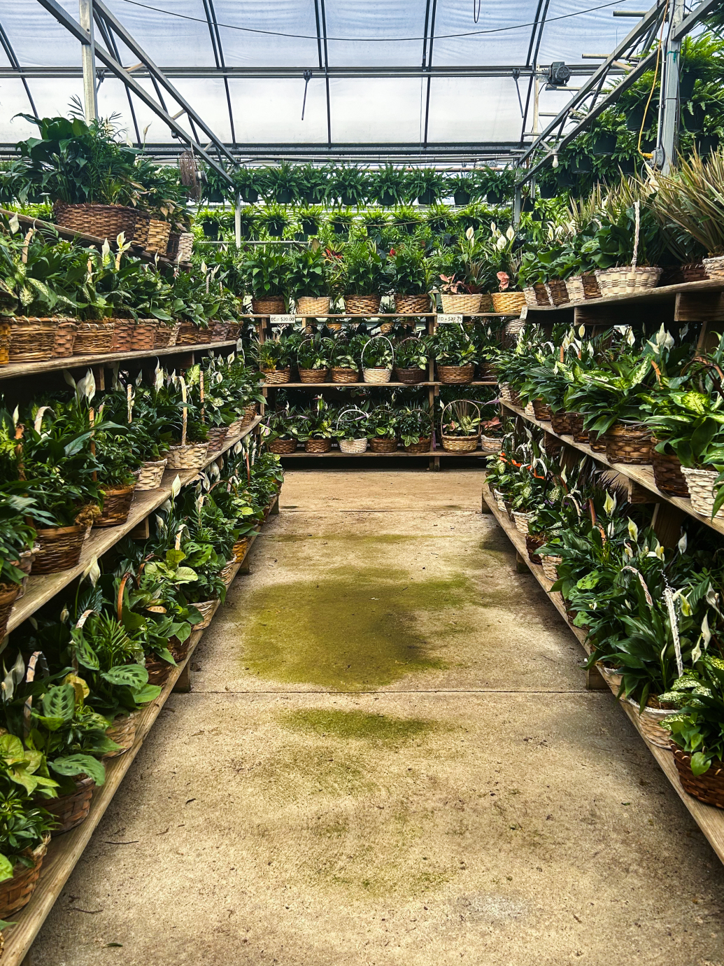 shelves of plants