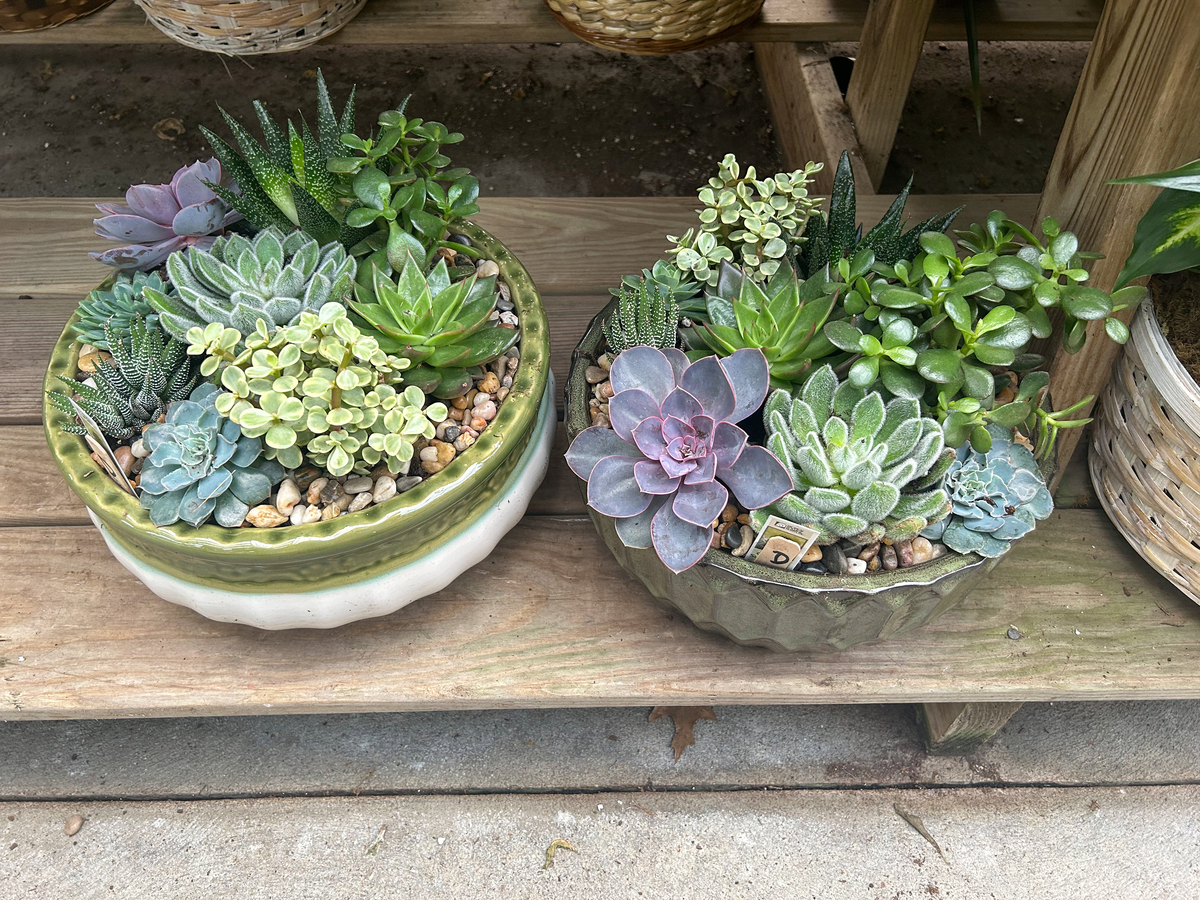 succulents