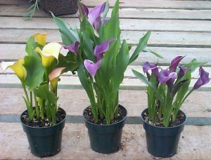 Potted Calla Lilies plants