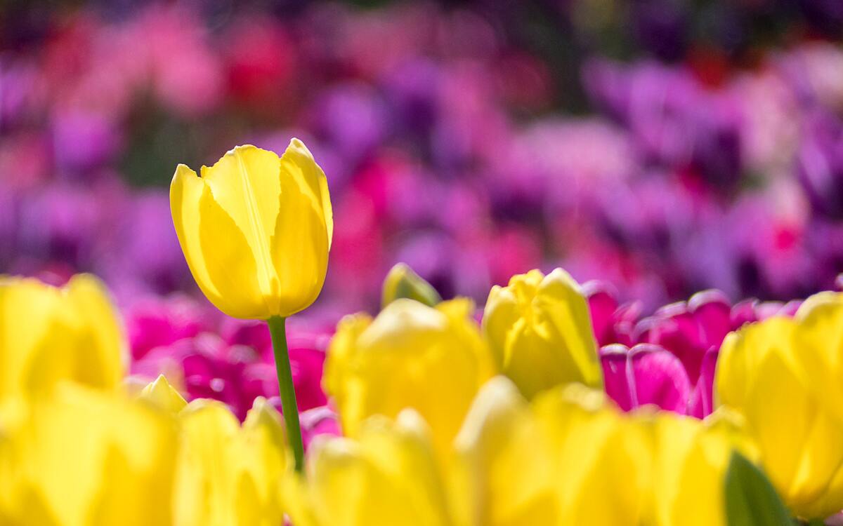 pink and yellow tulips