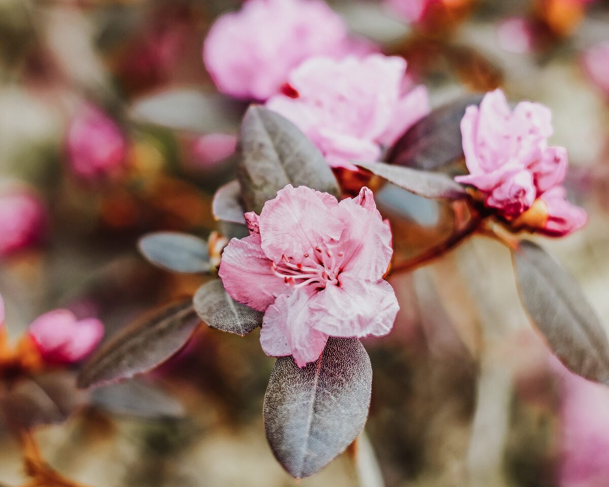 Pink flowers