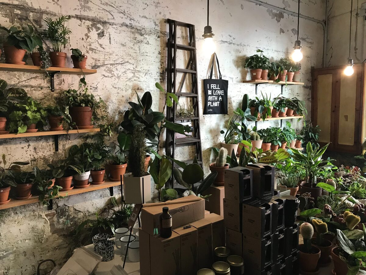 shelves with potted plants