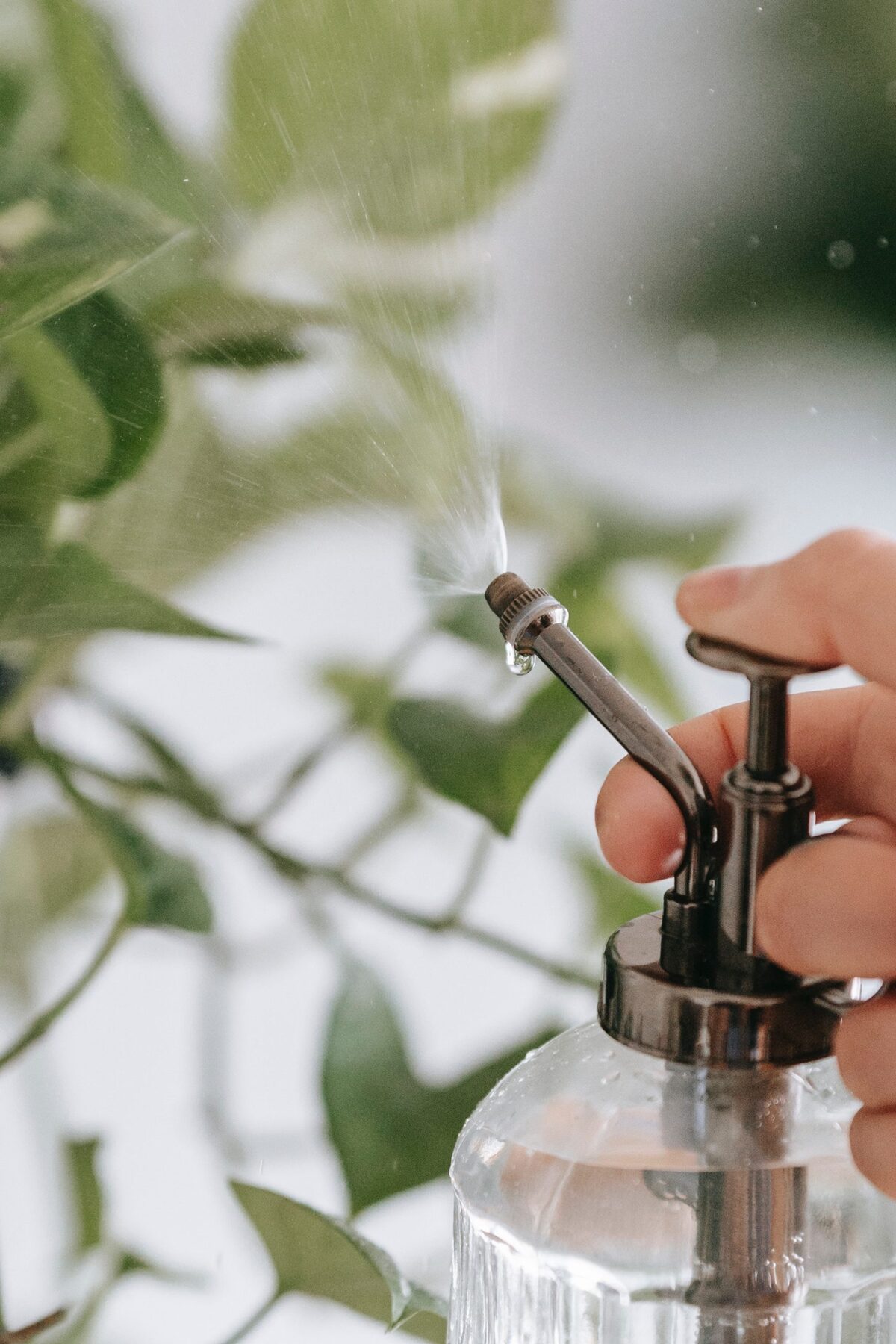 spraying leaf shine